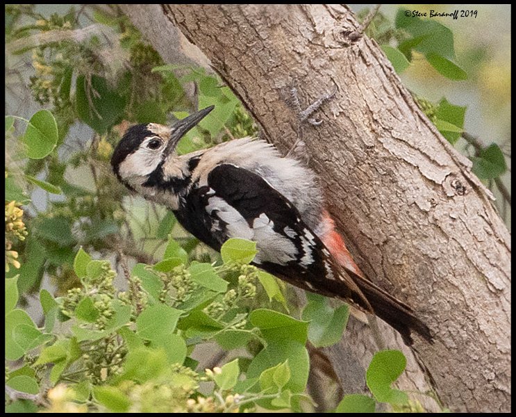 _9SB9348 syrian woodpecker.jpg